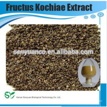Fructus Kochiae extracto en polvo